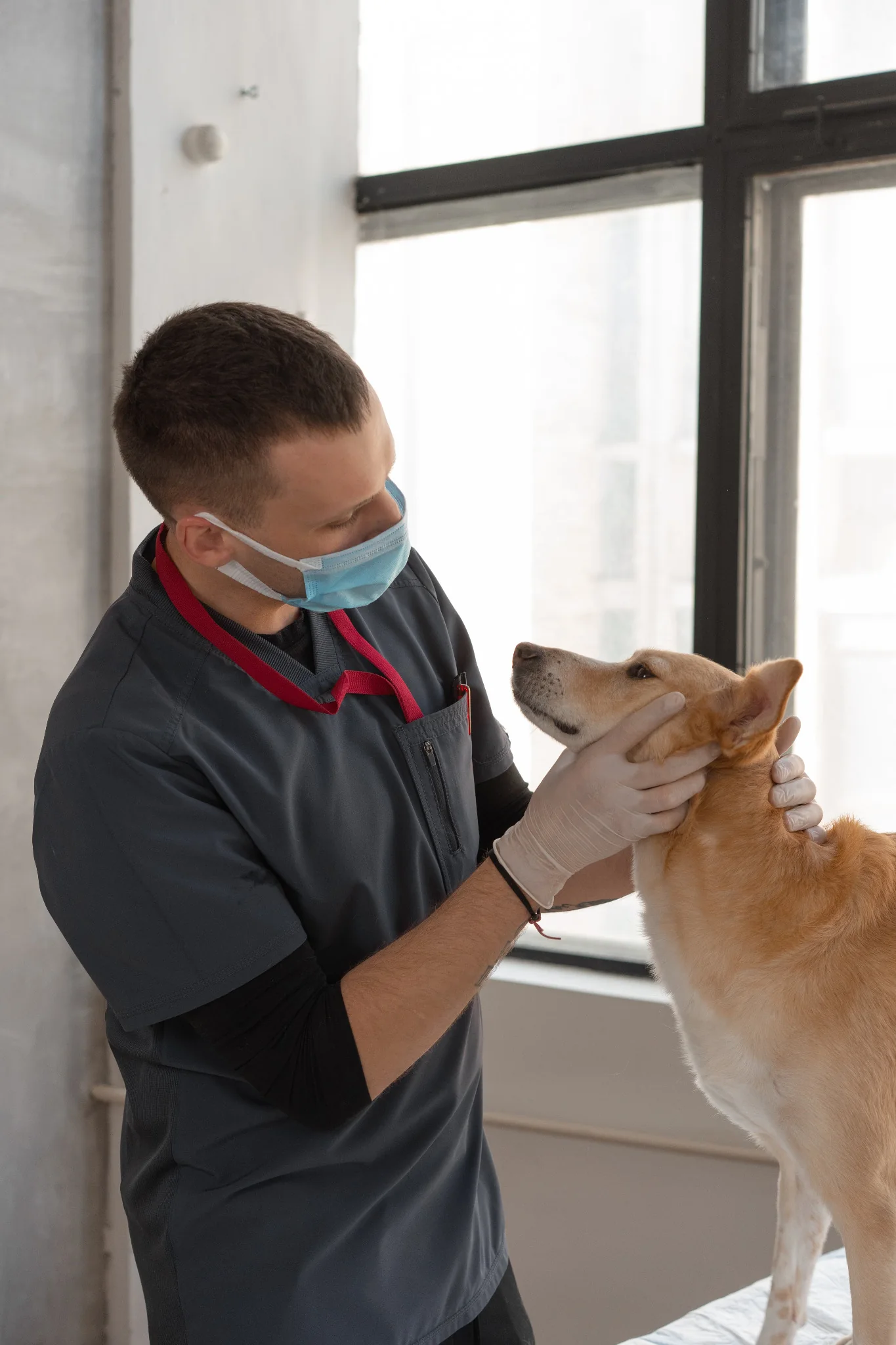 Veterinarian examining a dog in a clinic